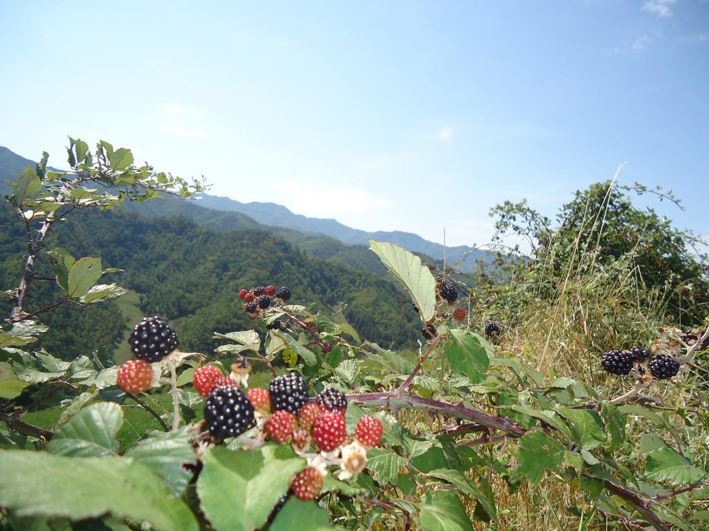 Agriturismo I Monti Di Salecchio Palazzuolo Sul Senio Exteriör bild