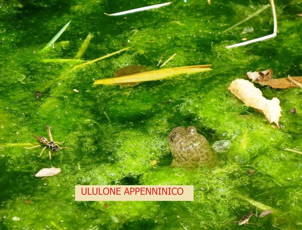 Agriturismo I Monti Di Salecchio Palazzuolo Sul Senio Exteriör bild